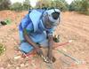 Carnage des mines en Casamance et déminage - 12430 vues