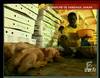 2003 : Producteurs de poulets sénégalais menacés - 9522 vues