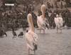 Le parc national aux oiseaux du Djoudj - 11022 vues